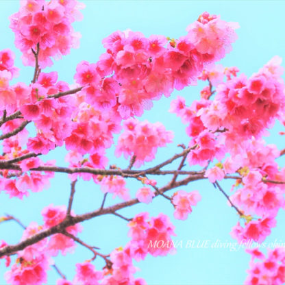 もとぶ八重岳桜まつり