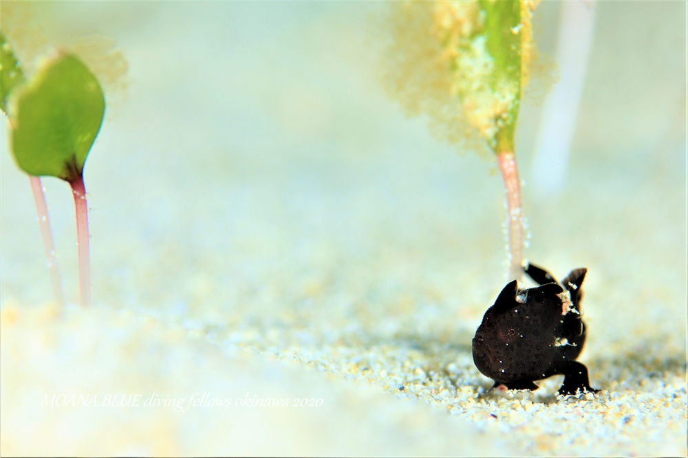 カエルアンコウの幼魚