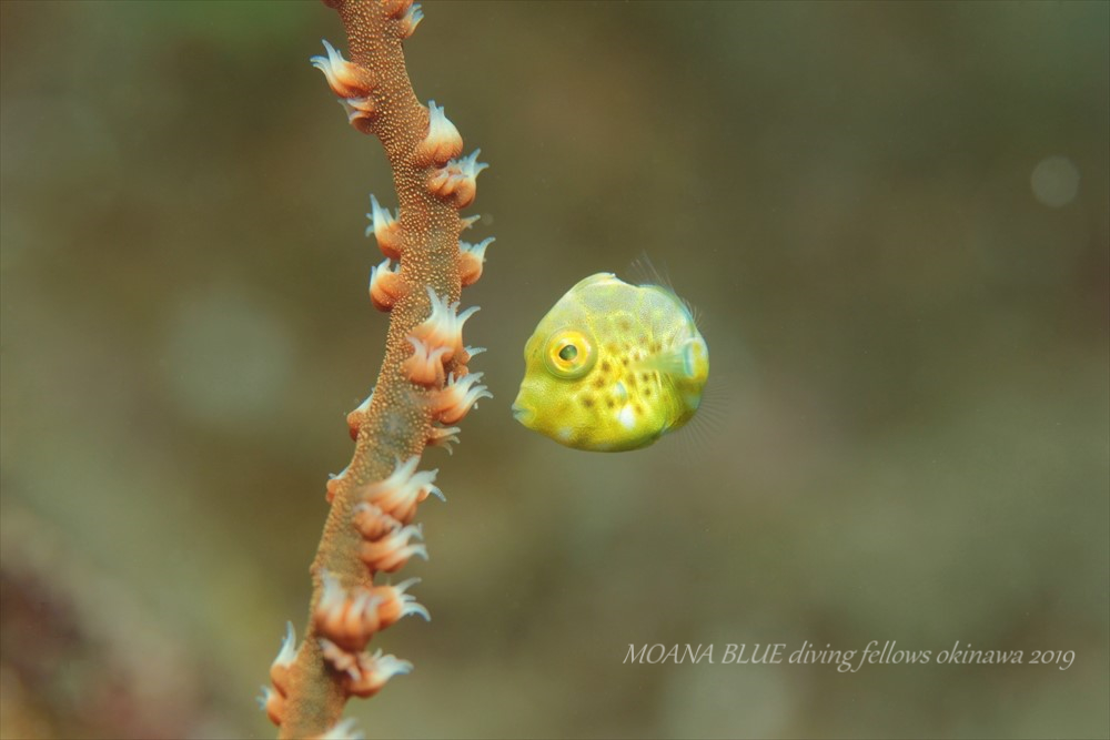 ノコギリハギの幼魚