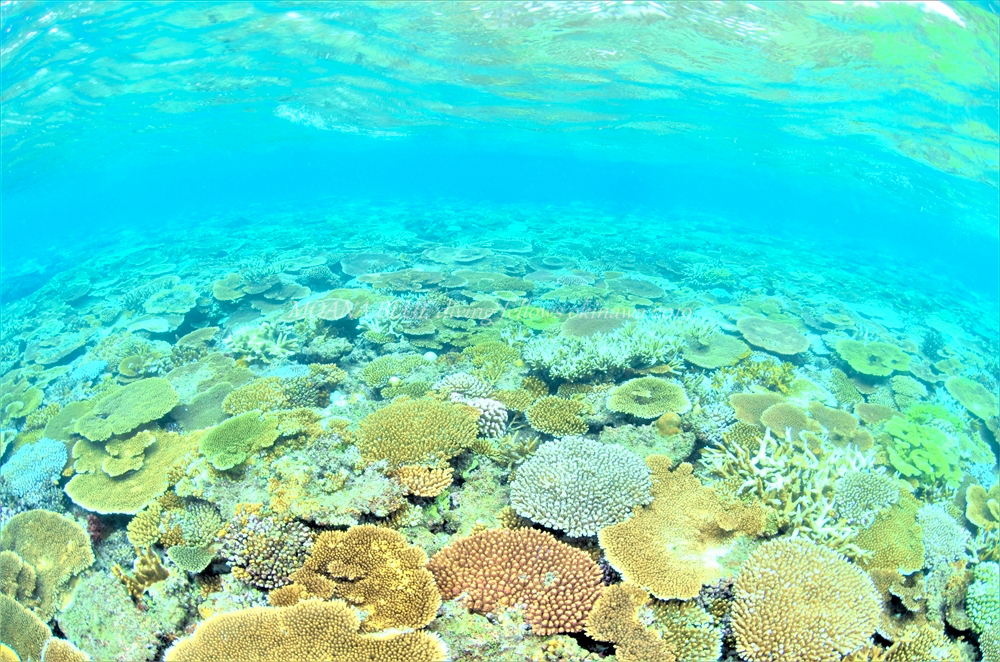 沖縄サンゴ礁