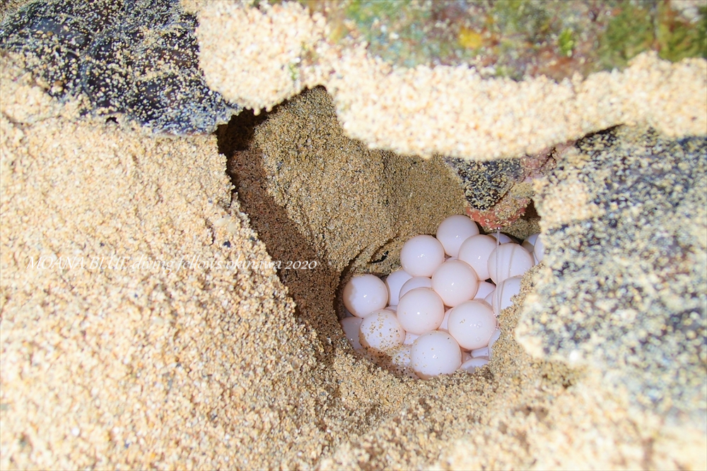 アカウミガメの産卵