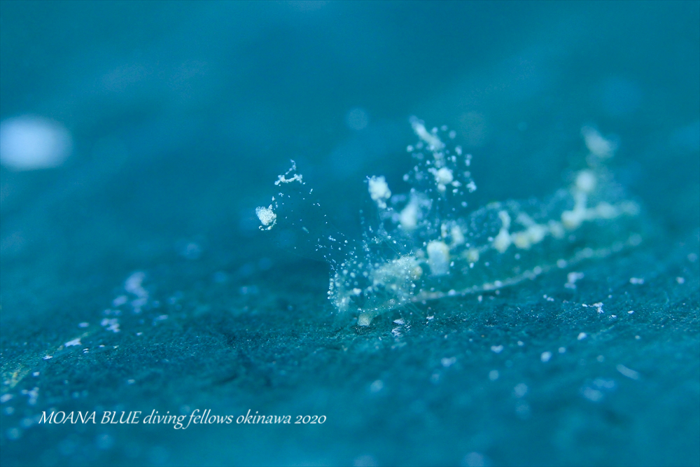 沖縄ウミウシダイビング｜マツゲメリベウミウシ
