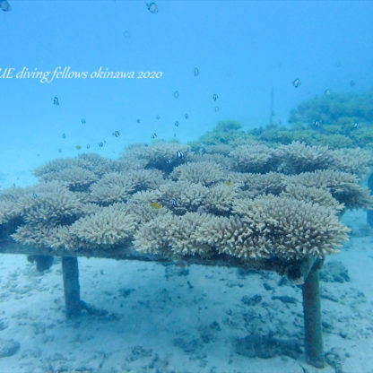 恩納村サンゴ村宣言｜世界一サンゴにやさしい村づくり