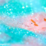 フジムスメウミウシ｜水中写真