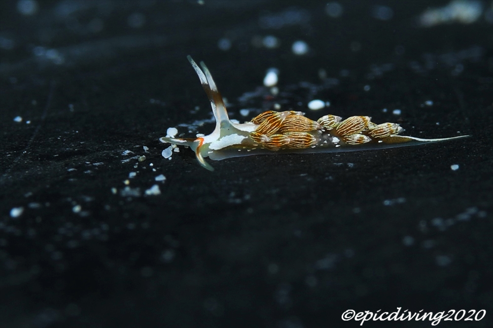 キリヒメミノウミウシ｜水中写真