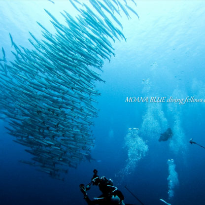 シェブロンバラクーダの群れ｜沖縄ダイビング