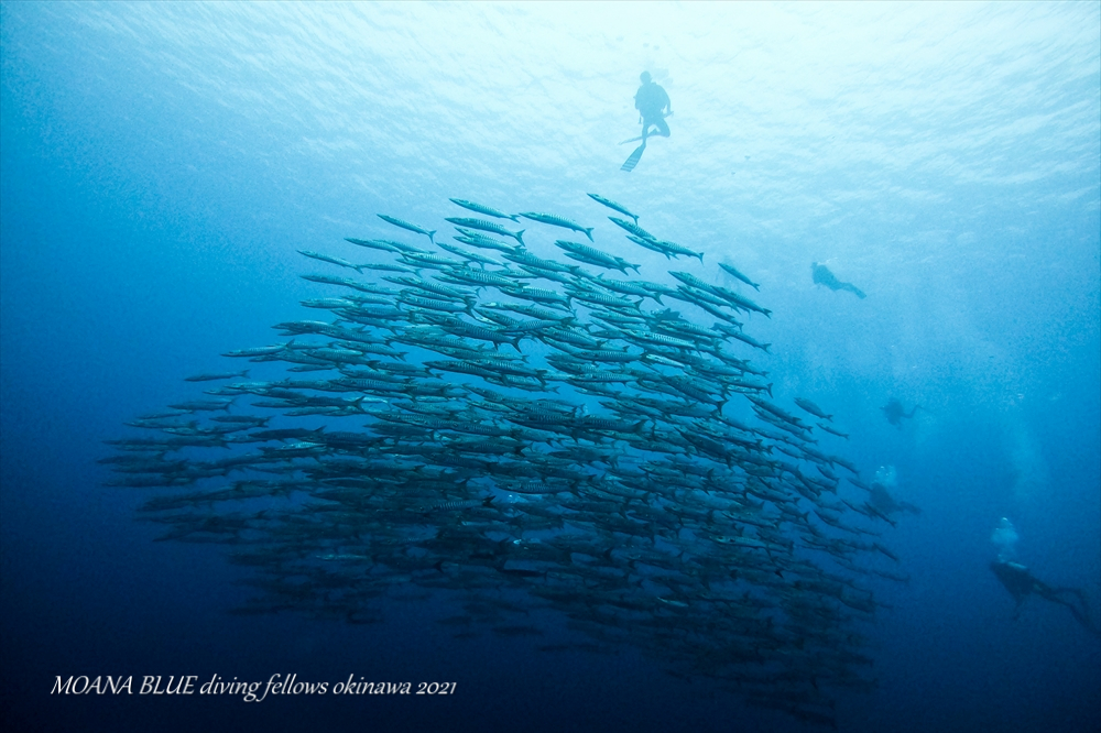 シェブロンバラクーダの群れ｜沖縄ダイビング