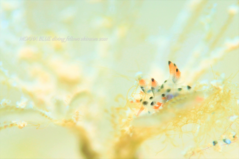 フジタウミウシ属の一種｜水中写真