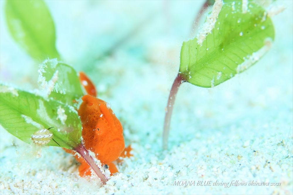 カエルアンコウの幼魚｜沖縄水中写真