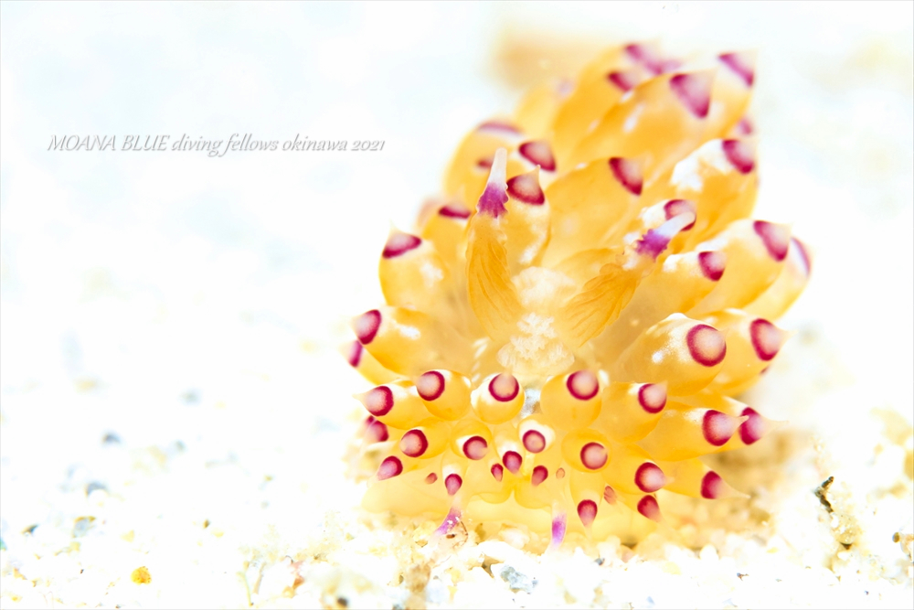 トゲトゲウミウシ｜水中写真
