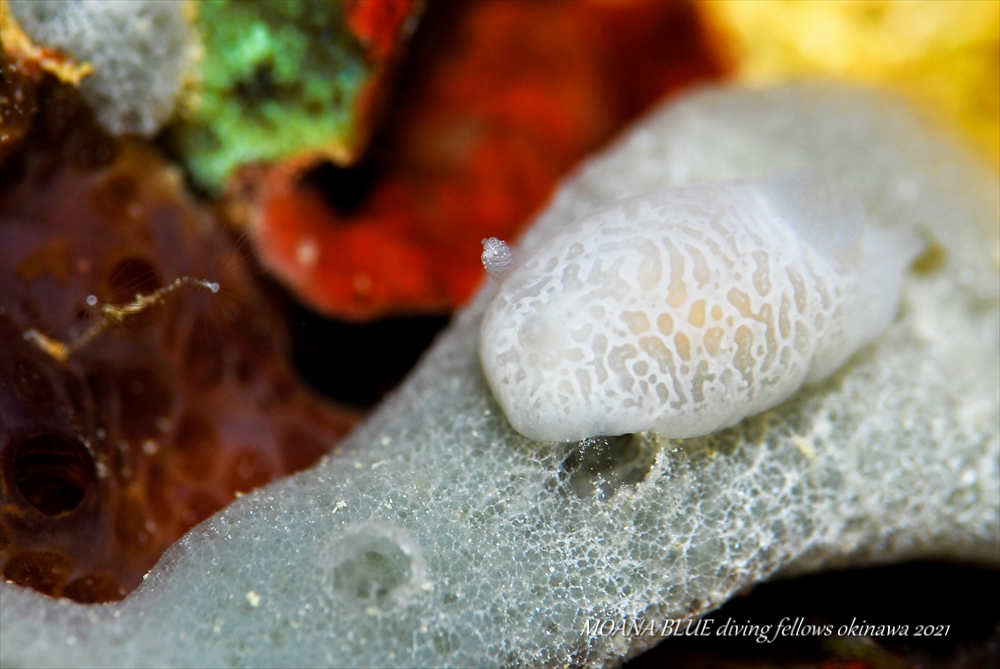 ハラックサウミウシ属の一種｜水中写真
