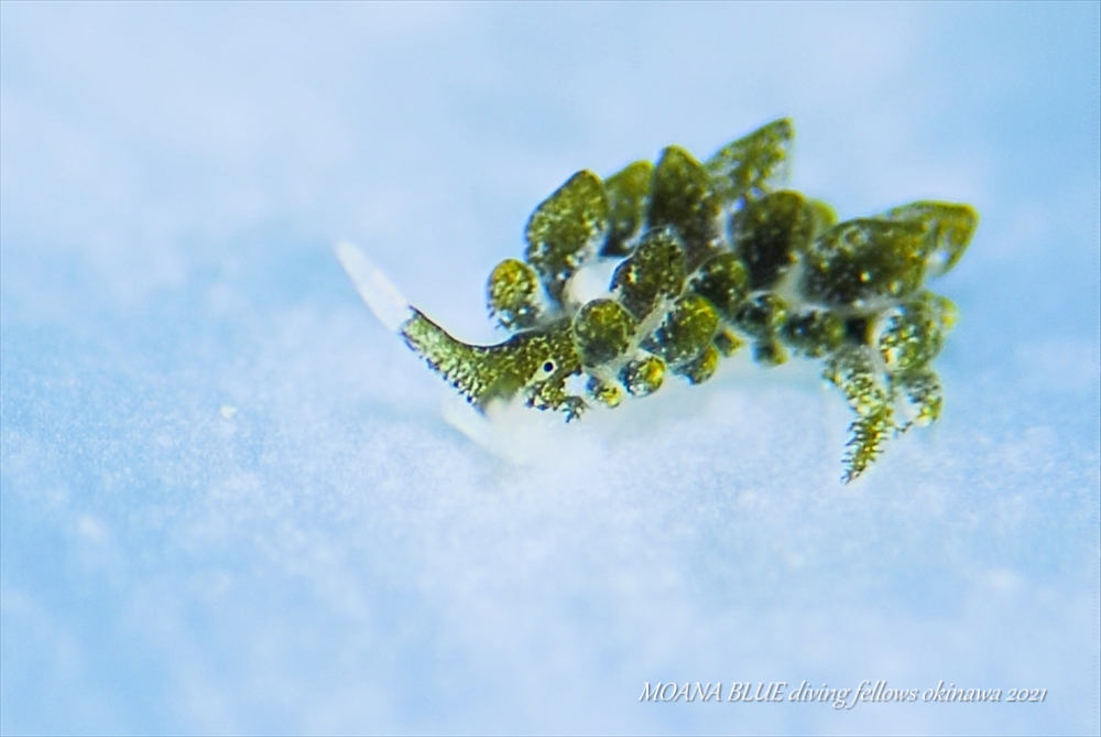 バロニアモウミウシ｜水中写真