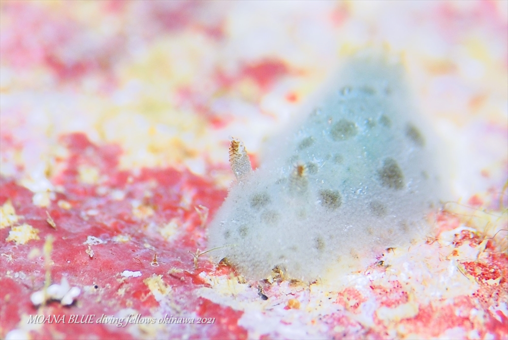 フイリビロードウミウシ｜水中写真