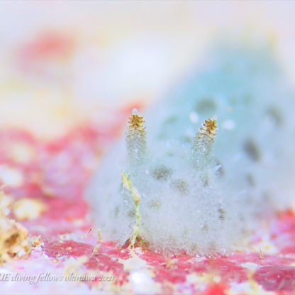 フイリビロードウミウシ｜水中写真