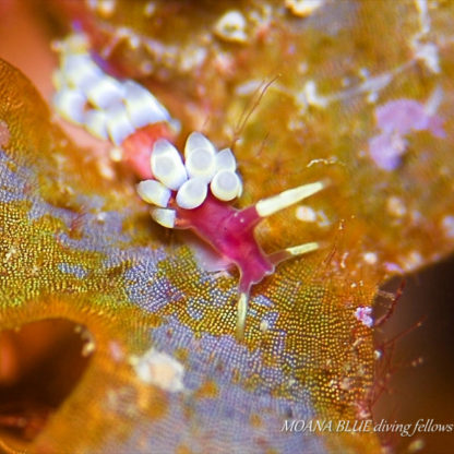 シロタエミノウミウシ属の一種｜水中写真