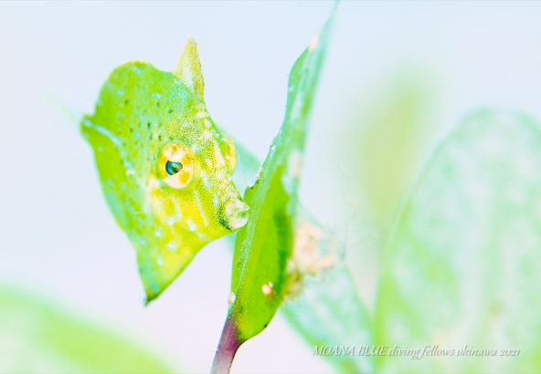 セダカカワハギの幼魚｜水中写真