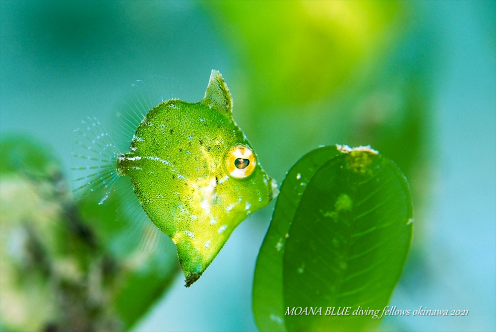 セダカカワハギの幼魚｜水中写真