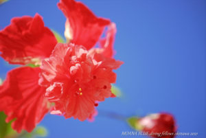 レッドフラミンゴ｜沖縄風景写真