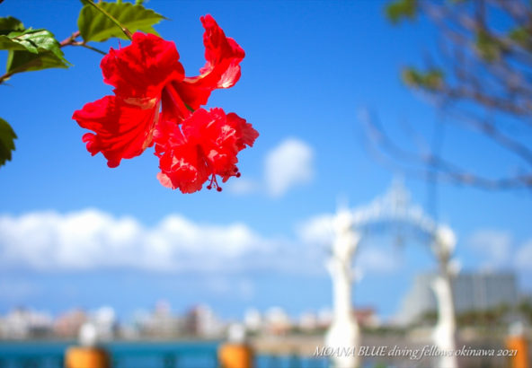 レッドフラミンゴ｜沖縄風景写真