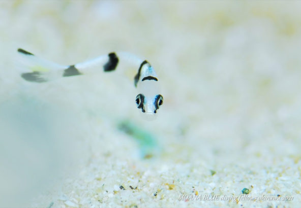 コロダイの幼魚