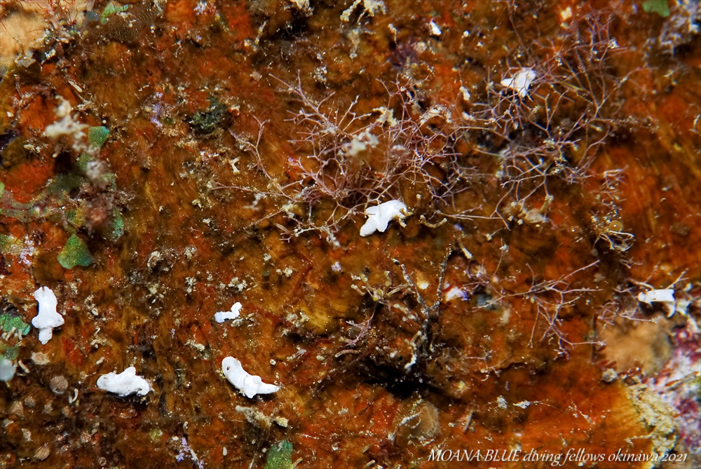 コトヒメウミウシ属の一種｜水中写真