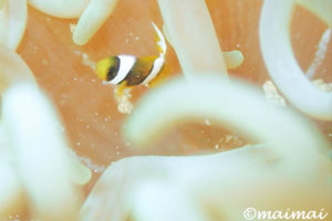 クマノミの幼魚｜水中写真