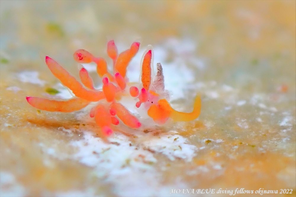 シロタエミノウミウシ属の一種｜水中写真