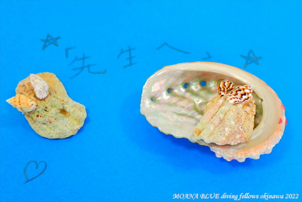ウミウシの貝殻アート