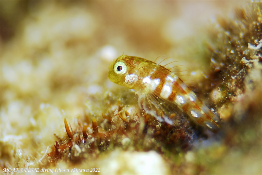 シシマイギンポ幼魚｜水中写真