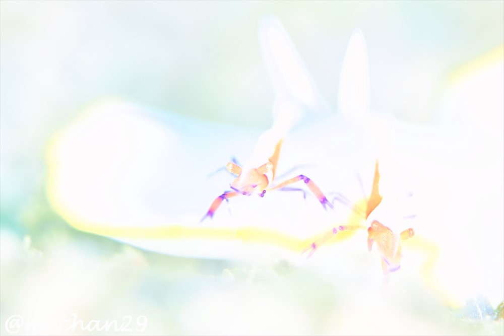 ウミウシライダー｜ウミウシカクレエビ