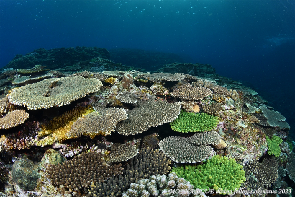 恩納村のサンゴ礁